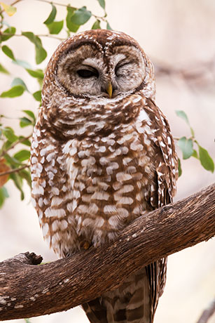 Mexican Spotted Owl Strix occidentalis lucida 