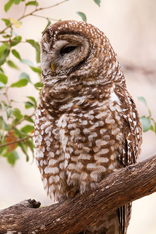 Mexican Spotted Owl Strix occidentalis lucida 