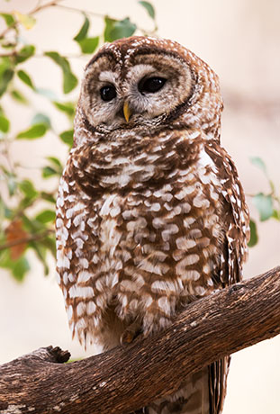 Mexican Spotted Owl Strix occidentalis lucida 