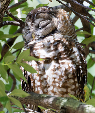 Mexican Spotted Owl Strix occidentalis lucida 