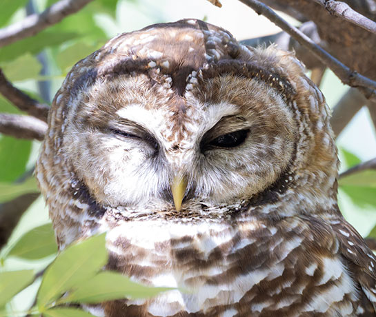 Mexican Spotted Owl Strix occidentalis lucida 