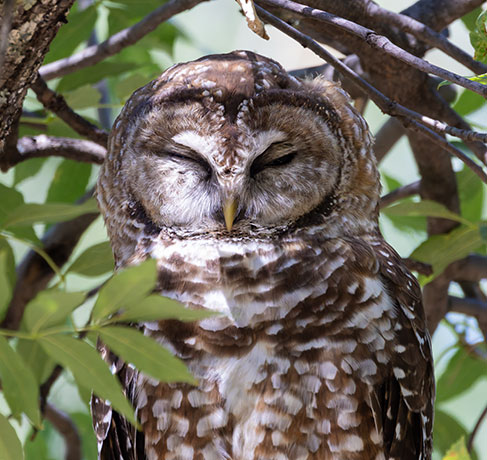 Mexican Spotted Owl Strix occidentalis lucida 