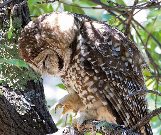 Mexican Spotted Owl Strix occidentalis lucida 
