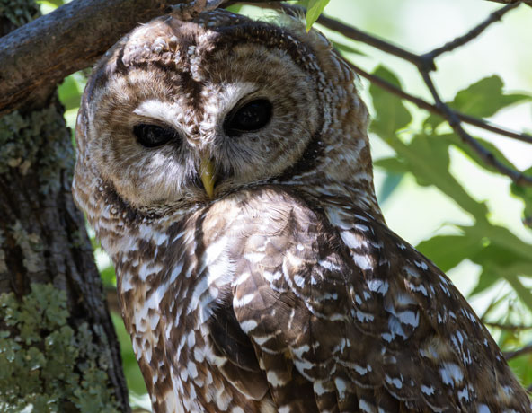 Mexican Spotted Owl Strix occidentalis lucida 