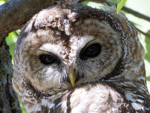 Mexican Spotted Owl Strix occidentalis lucida 