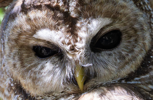 Mexican Spotted Owl Strix occidentalis lucida 