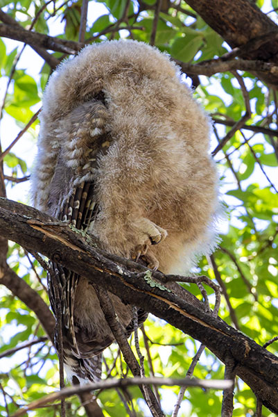 Mexican Spotted Owl Strix occidentalis lucida 