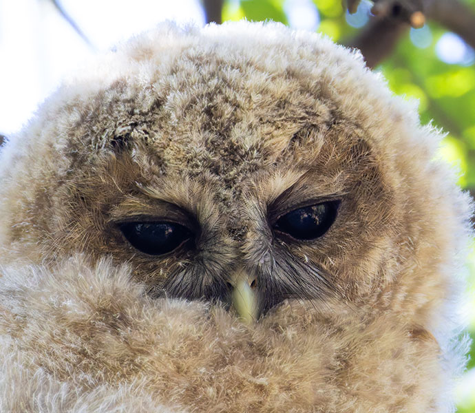 Mexican Spotted Owl Strix occidentalis lucida 