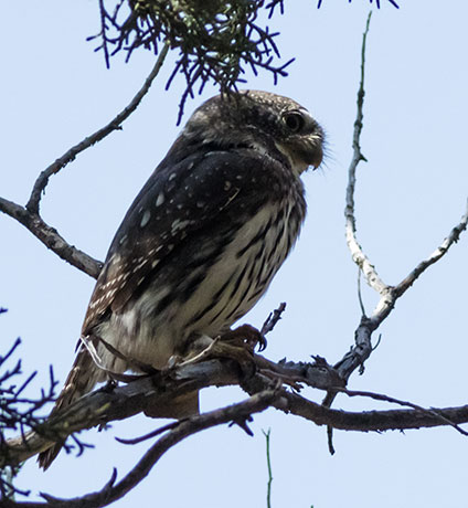 Northern Pygmy-Owl Glaucidium gnoma 