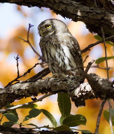 Northern Pygmy-Owl Glaucidium gnoma 