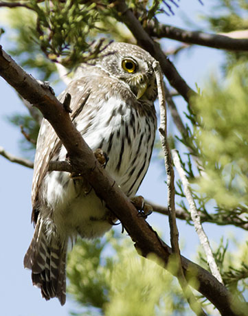 Northern Pygmy-Owl Glaucidium gnoma 