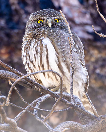 Northern Pygmy-Owl Glaucidium gnoma 