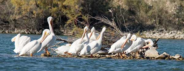American White Pelican Pelecanus erythrorhynchos