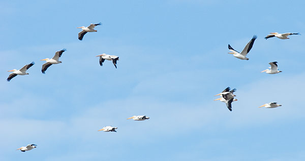 American White Pelican Pelecanus erythrorhynchos