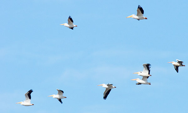 American White Pelican Pelecanus erythrorhynchos