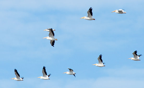 American White Pelican Pelecanus erythrorhynchos