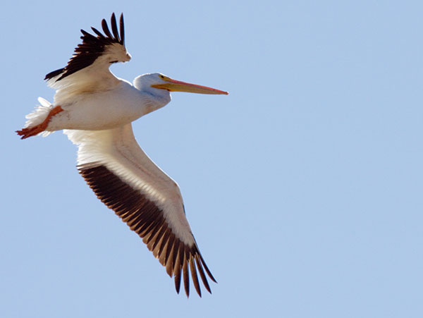 American White Pelican Pelecanus erythrorhynchos