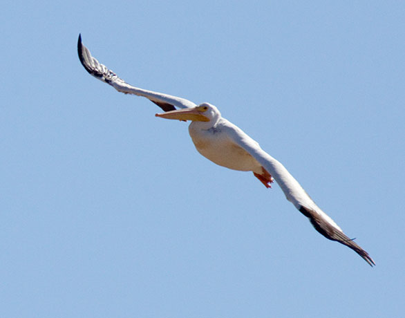 American White Pelican Pelecanus erythrorhynchos