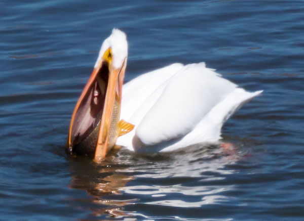 American White Pelican Pelecanus erythrorhynchos