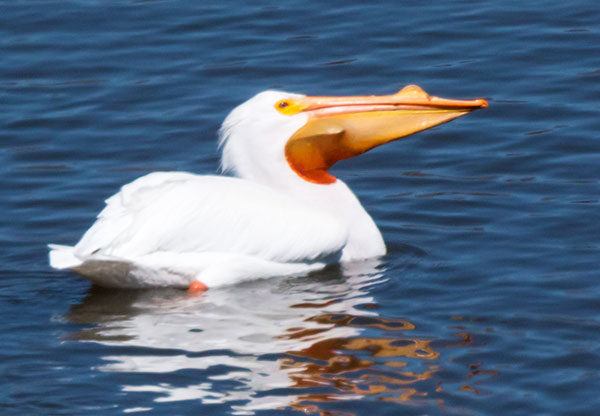American White Pelican Pelecanus erythrorhynchos