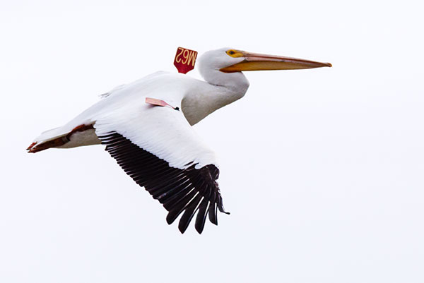 American White Pelican Pelecanus erythrorhynchos