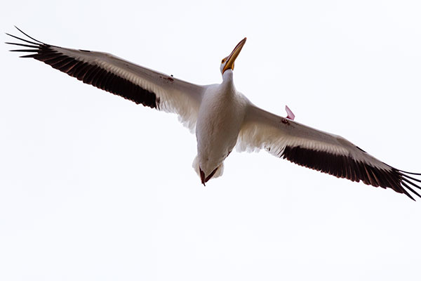 American White Pelican Pelecanus erythrorhynchos