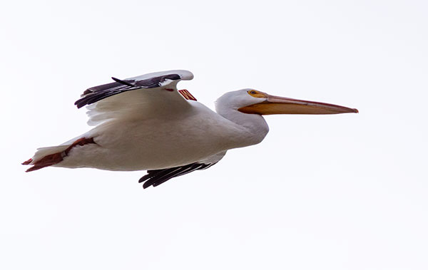 American White Pelican Pelecanus erythrorhynchos