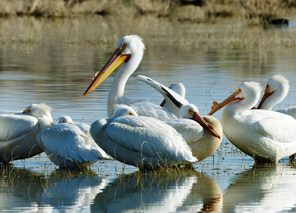 American White Pelican Pelecanus erythrorhynchos