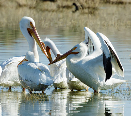 American White Pelican Pelecanus erythrorhynchos