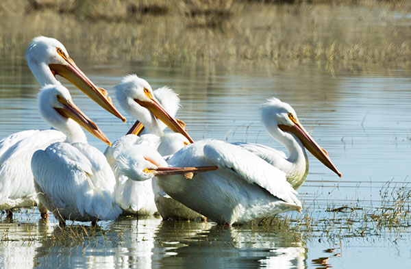 American White Pelican Pelecanus erythrorhynchos