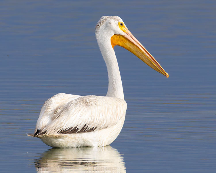 American White Pelican Pelecanus erythrorhynchos