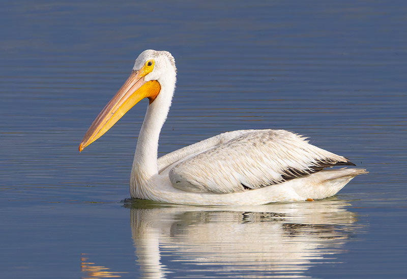 American White Pelican Pelecanus erythrorhynchos