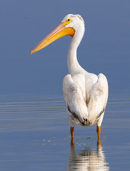 American White Pelican Pelecanus erythrorhynchos