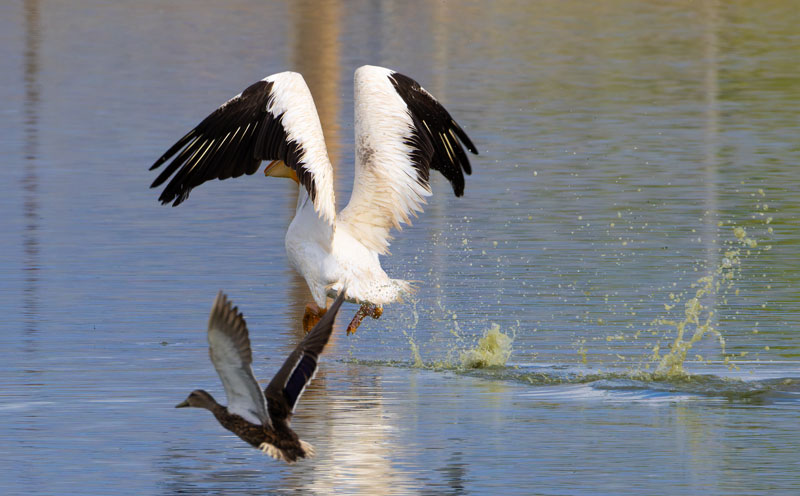 American White Pelican Pelecanus erythrorhynchos