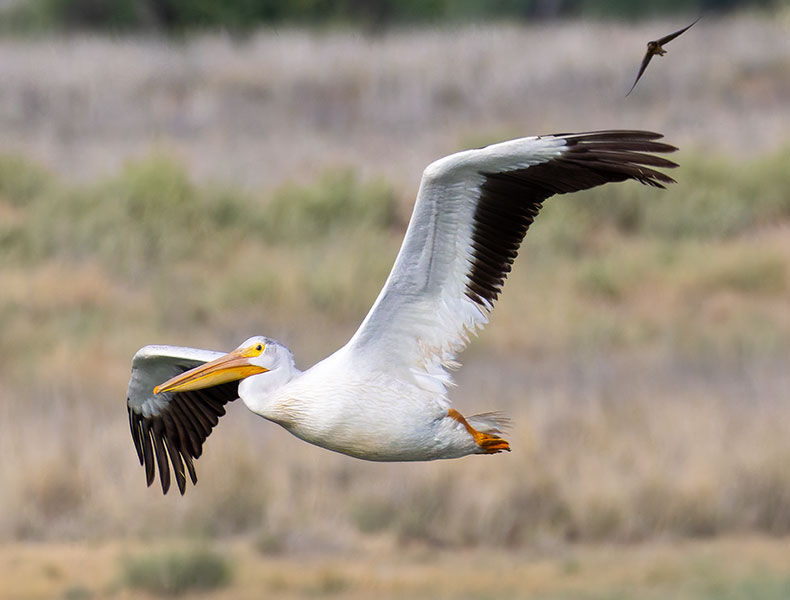 American White Pelican Pelecanus erythrorhynchos