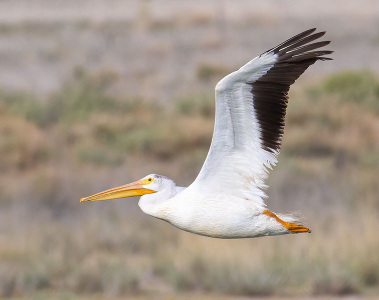 American White Pelican Pelecanus erythrorhynchos
