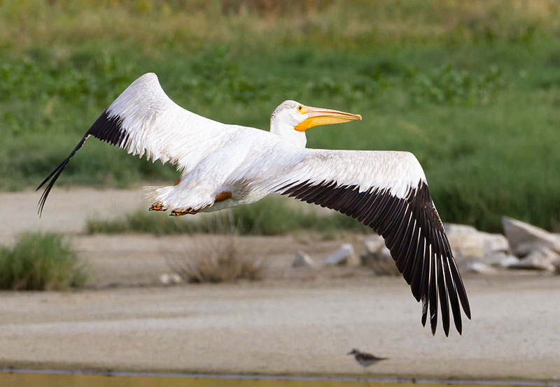 American White Pelican Pelecanus erythrorhynchos