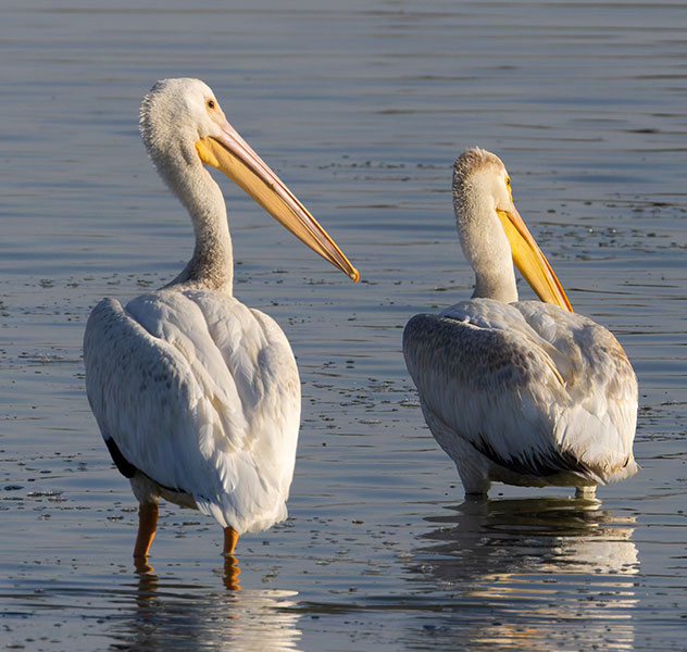 American White Pelican Pelecanus erythrorhynchos