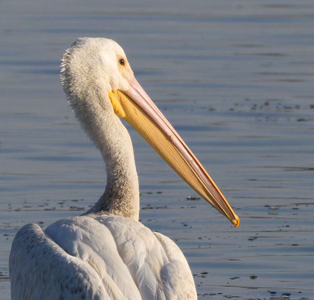 American White Pelican Pelecanus erythrorhynchos