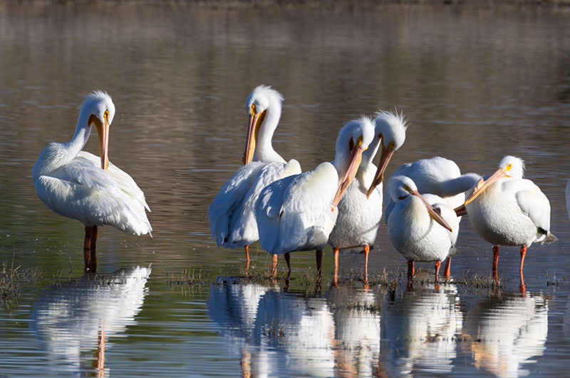 American White Pelican Pelecanus erythrorhynchos