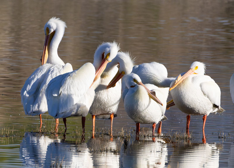 American White Pelican Pelecanus erythrorhynchos