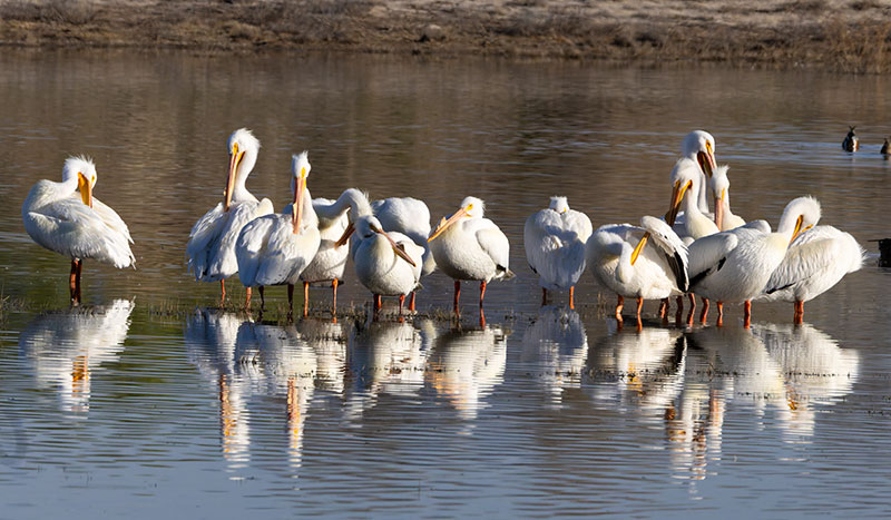 American White Pelican Pelecanus erythrorhynchos