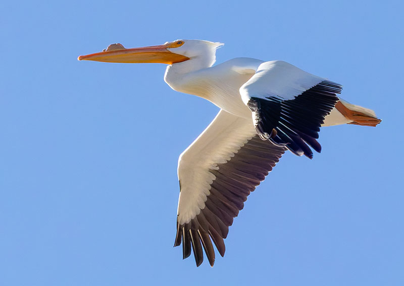 American White Pelican Pelecanus erythrorhynchos