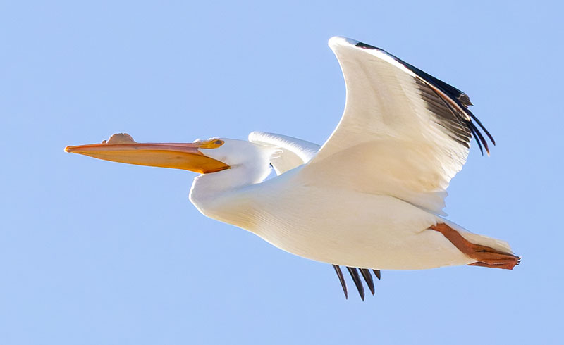 American White Pelican Pelecanus erythrorhynchos