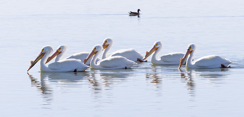 American White Pelican Pelecanus erythrorhynchos