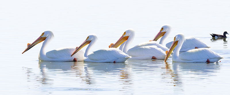 American White Pelican Pelecanus erythrorhynchos