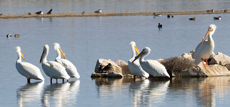American White Pelican Pelecanus erythrorhynchos
