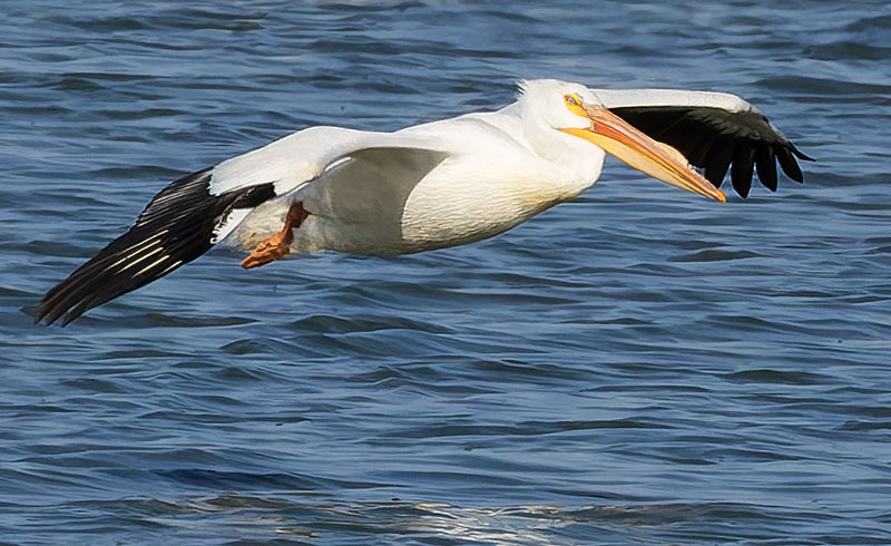 American White Pelican Pelecanus erythrorhynchos