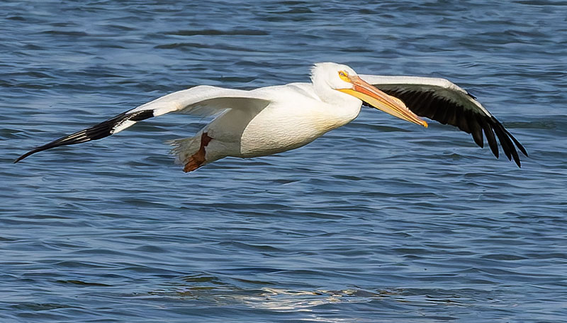 American White Pelican Pelecanus erythrorhynchos