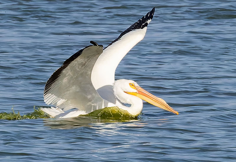 American White Pelican Pelecanus erythrorhynchos